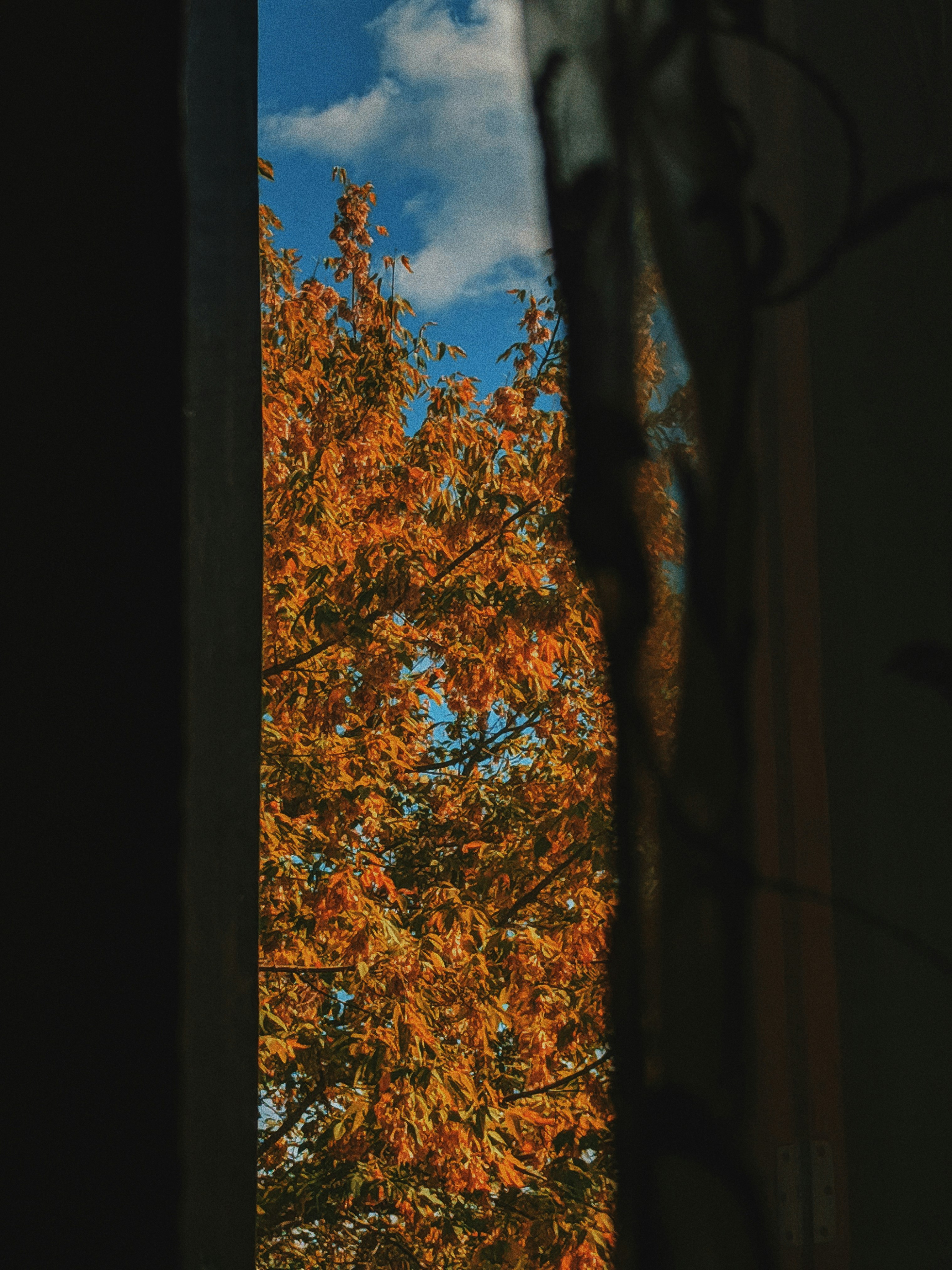 brown tree during daytime